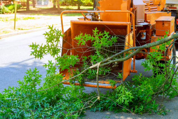 Best Emergency Tree Removal  in La Puente, CA