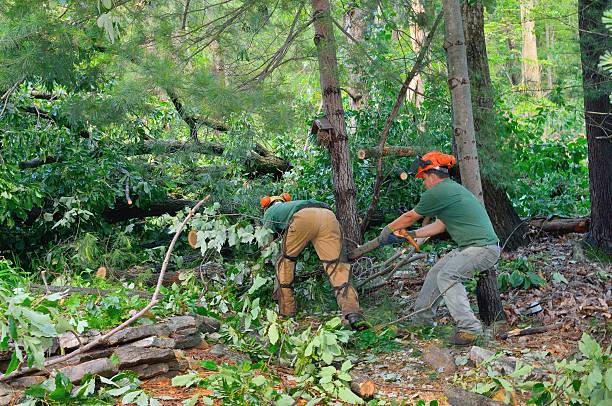 Best Leaf Removal  in La Puente, CA