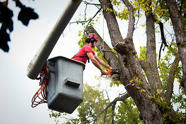 Best Storm Damage Tree Cleanup  in La Puente, CA