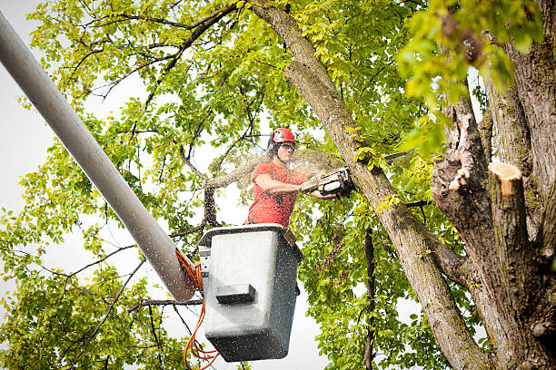 Best Tree Maintenance Programs  in La Puente, CA